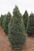 Pinus flex Vanderwolf's Pyramid 4' (C)
