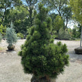 Pinus h l Compact Gem #6