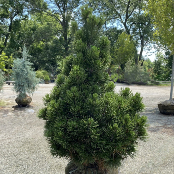 Pinus h l Compact Gem #6