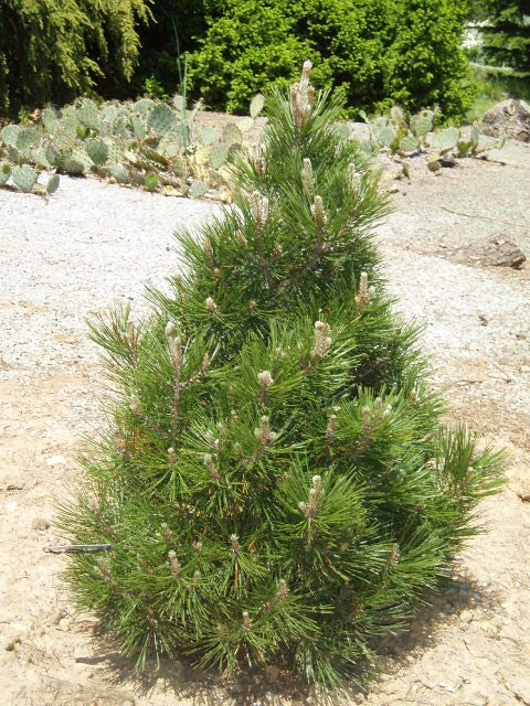 Pinus h l Irish Bell #3