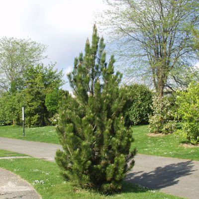 Pinus h l Satellite 4'