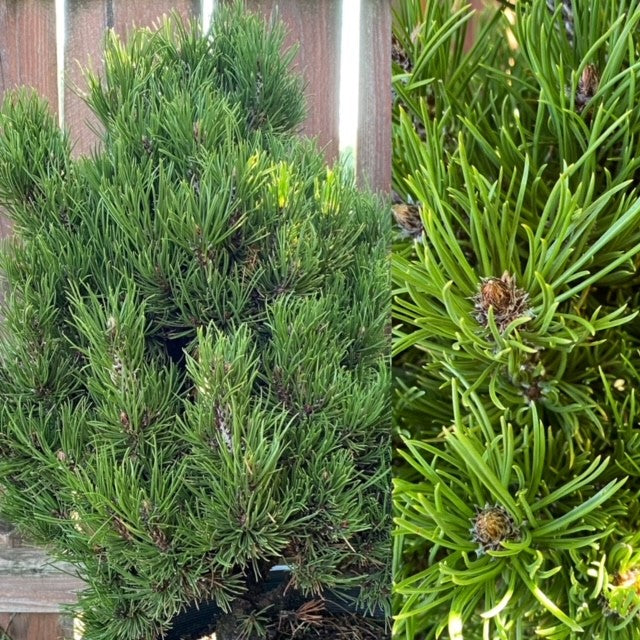 Pinus held Big Rex Iseli #6