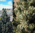 Pinus longaeva Joe's Bess #3