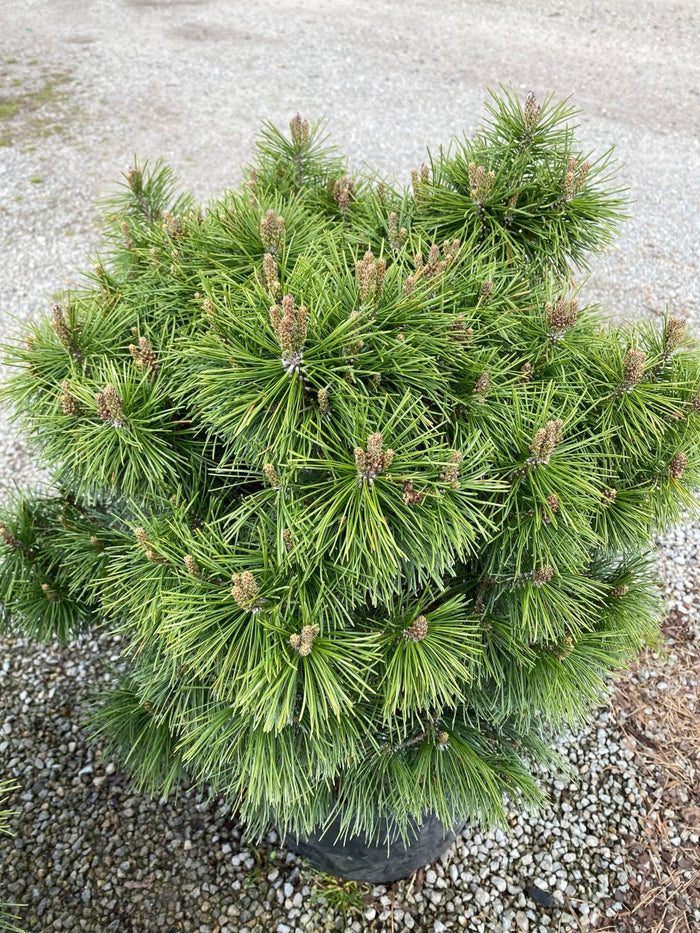Pinus mugo Big Tuna #6