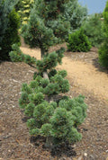 Pinus parviflora Aoi #3