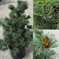 Pinus parviflora Bergman #6