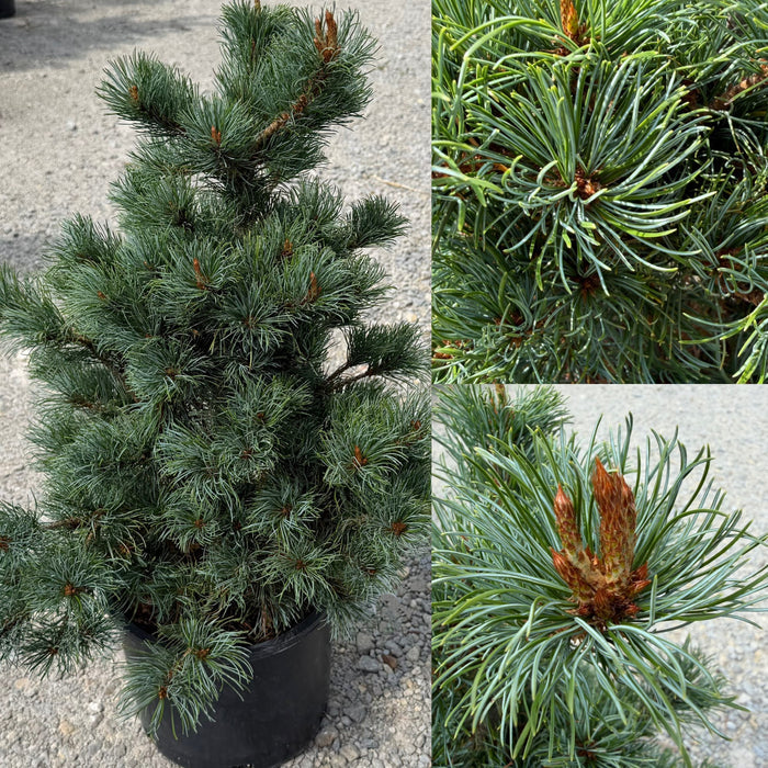 Pinus parviflora Bergman #6