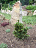 Pinus parviflora Catherine Elizabeth #3