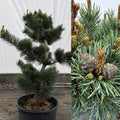 Pinus parviflora Fukuzumi #3