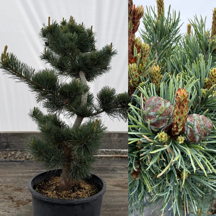 Pinus parviflora Fukuzumi #3