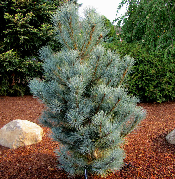 Pinus peuce Pacific Blue #6
