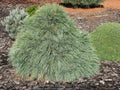 Pinus schwer Wiethorst #3