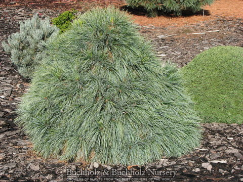 Pinus schwer Wiethorst #3
