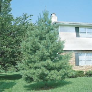 Pinus strobus 3'