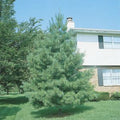 Pinus strobus 4'