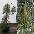 Pinus strobus Angel Falls #10