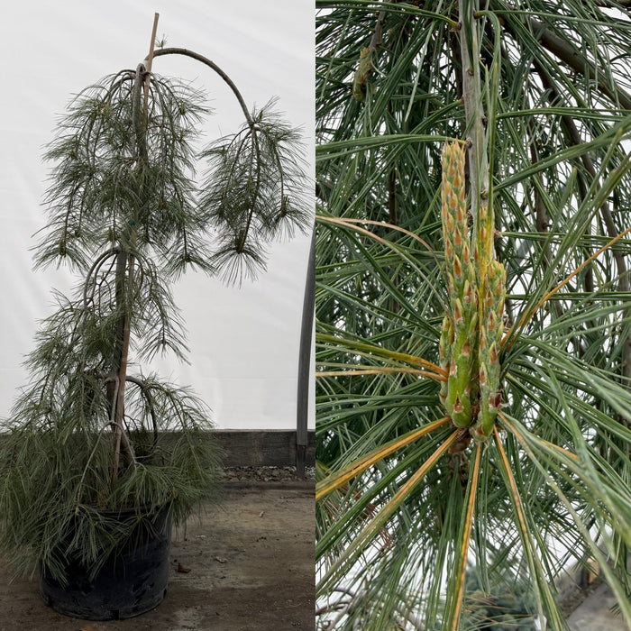 Pinus strobus Angel Falls #6