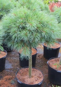 Pinus strobus Blue Shag std #3