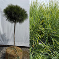 Pinus strobus glauca nana std B&B (C)