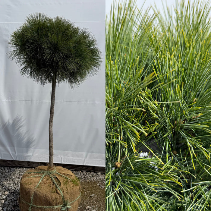Pinus strobus glauca nana std B&B (C)