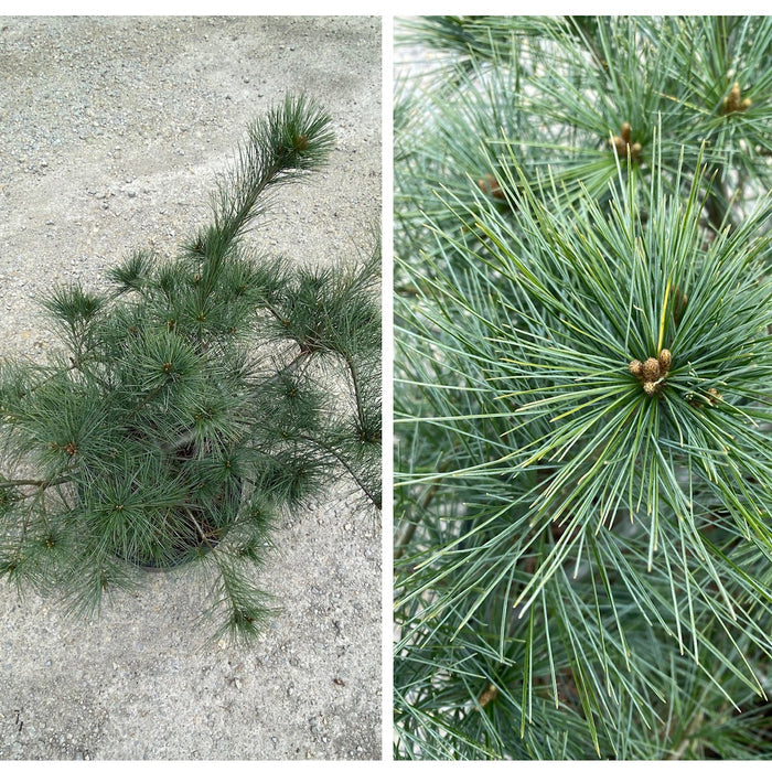Pinus strobus Ground Hugger #3