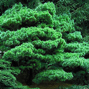 Pinus strobus Minuta #6
