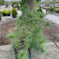 Pinus strobus Niagara Falls #3