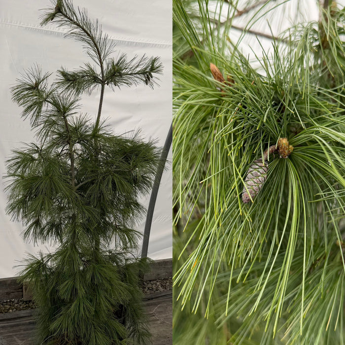 Pinus strobus Pendula 3'