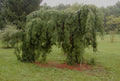 Pinus strobus pendula #6