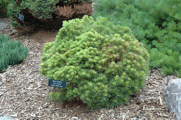 Pinus strobus Sea Urchin #5