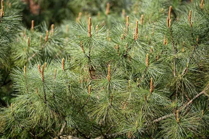 Pinus syl Pumila #6