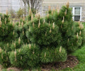 Pinus thun Thunderhead #10