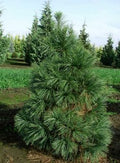 Pinus wall nana #3