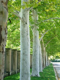 Platanus a Rockford Road #7