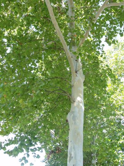 Platanus occ Silverwood #7