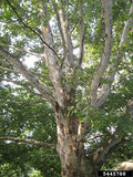 Platanus occidentalis #3