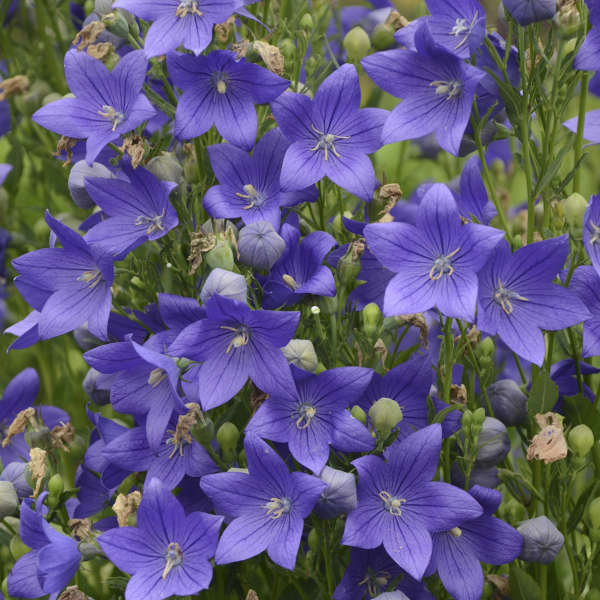 Platycodon Fuji Blue #1