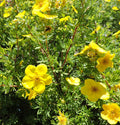 Potentilla f Goldfinger #2