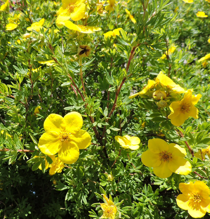 Potentilla f Goldfinger #2