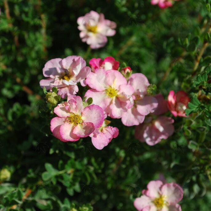 Potentilla f Happy Face Hearts #3