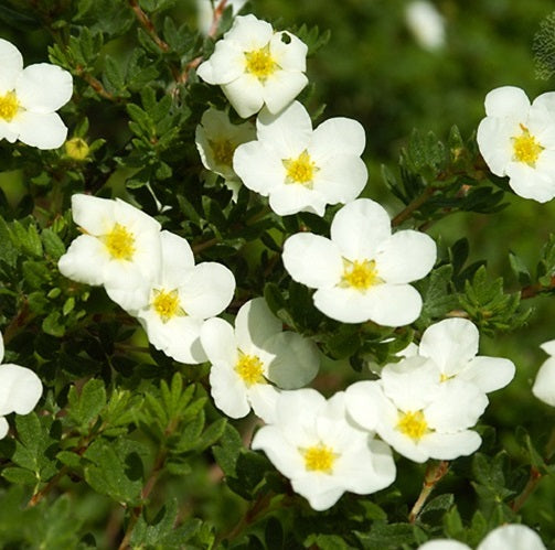 Potentilla f McKay's White #2