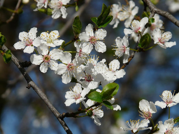 Prunus americana #3
