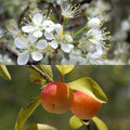 Prunus angustifolia #3