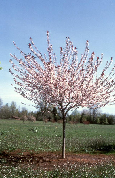 Prunus cis Big Cis #10