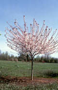 Prunus cis Big Cis 1.5"
