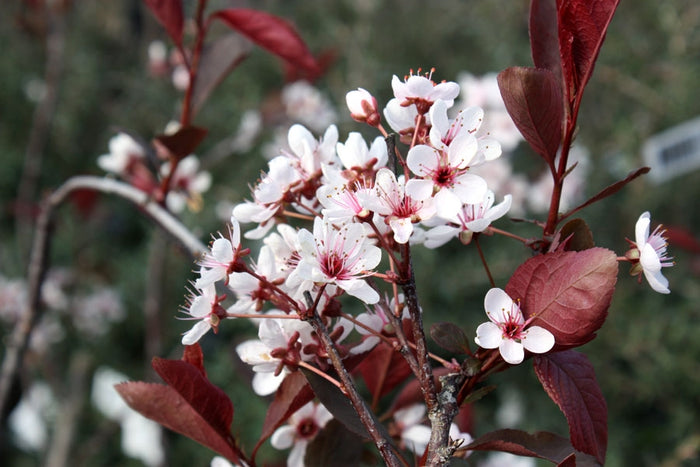 Prunus cistena #5