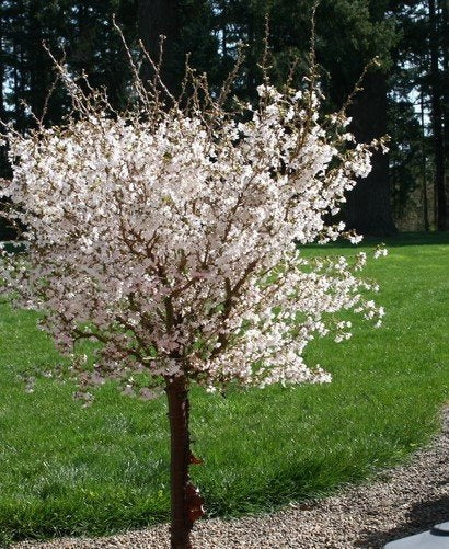 Prunus inc Little Twist std #10