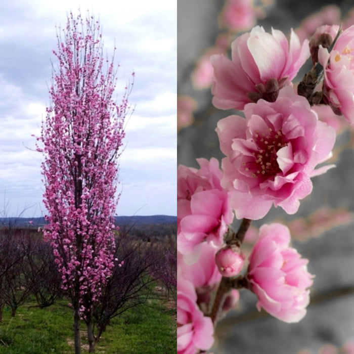 Prunus per Corinthian Rose #10