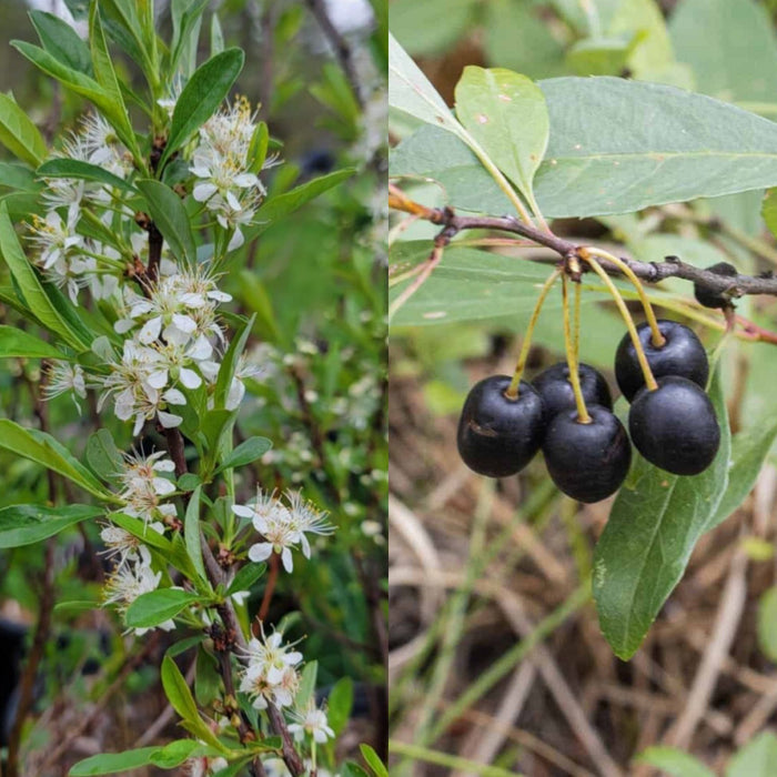 Prunus pumila #3