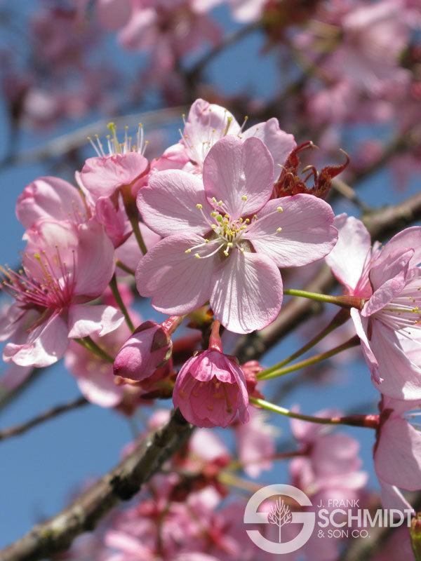 Prunus sarg Pink Myst #15